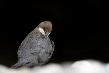 Cleaning time for the Dipper (Cinclus cinclus)