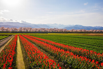 field of tulips and blue sky