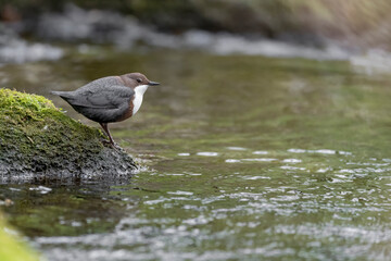 European Dipper perched on riverbank ready to dive (Cinclus cinclus)