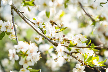 Fototapeta premium Close-up photo of a Honey Bee gathering nectar and spreading pollen on white flowers of white cherry tree. Important for environment ecology sustainability. Copy space