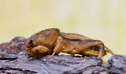 Tawny Mole Cricket (Neoscapteriscus vicinus) on tree bark, side view with copy space. Nature Springtime insect pest control concept. 