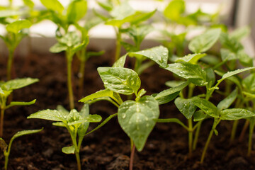 Organic farming, seedlings growing in greenhouse. 