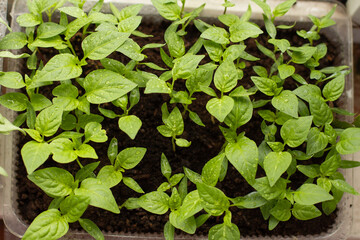 Organic farming, seedlings growing in greenhouse. 