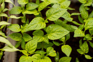 Organic farming, seedlings growing in greenhouse. 