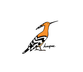 Vector illustration of hand drawn sweet Hoopoe. Ink drawing, graphic style. Beautiful animal design elements.