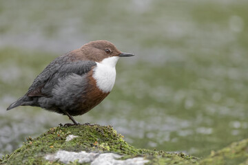 Wonderful portrait of Dipper male on the river (Cinclus cinclus)