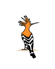 Vector illustration of hand drawn sweet Hoopoe. Ink drawing, graphic style. Beautiful animal design elements. © petrovskaya