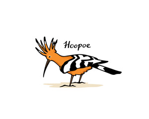 Vector illustration of hand drawn sweet Hoopoe. Ink drawing, graphic style. Beautiful animal design elements.