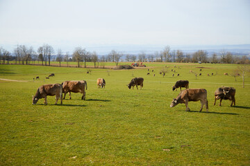 Cows on the pasture. Alps in the distance. Cows are ruminants and eat what we don't like: grass,...