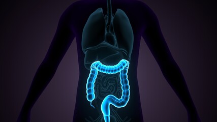 Large Intestine 3D Illustration Human Digestive System Anatomy.