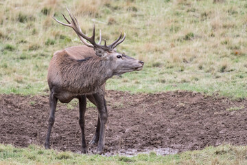 Red deer male in a puddle of mud (Cervus elaphus)