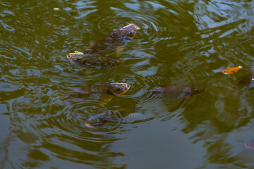 Peixes na água. Alguns peixes na superfície da água com a boca aberta. Foto feita no lago do Parque Balneário.