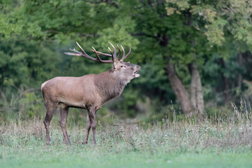 The call, majestic deer male in rutting season (Cervus elaphus)
