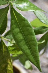 Close Up of Plant Leaves