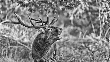 The call, black and white portrait of majestic deer male i rutting season (Cervus elaphus)