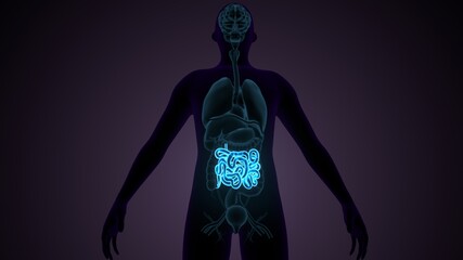 small intestine 3d illustration of human digestive system