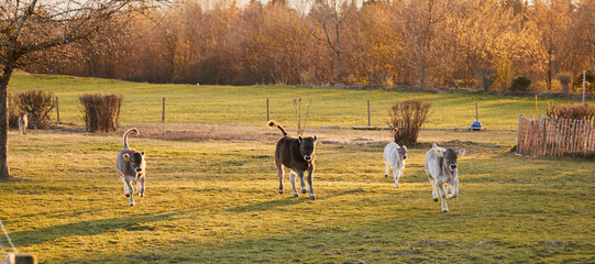 Calves on pasture run towards camera. The sun comes from behind. Daylight. Normal perspective. 