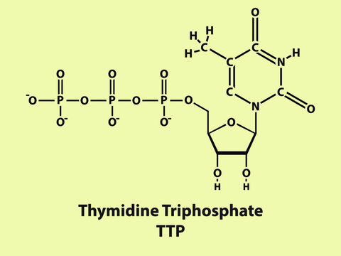 Thymidine Triphosphate TTP Biomolecule strcuture on color background