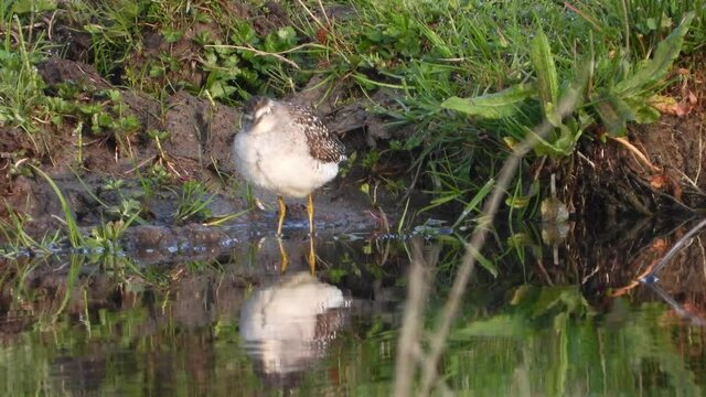 Bruchwasserl&auml;ufer (Tringa glareola)