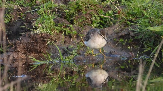 Bruchwasserl&auml;ufer (Tringa glareola)