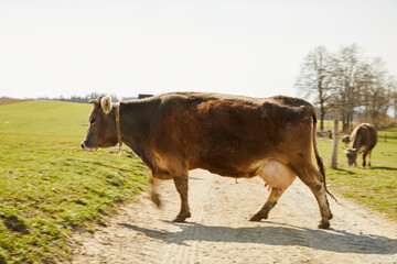 A cow is just crossing a footpath. Other cows are on the right side of the picture and are eating. A slight motion blur can be seen. Normal perspective. 