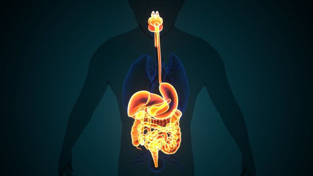 Human Digestive System Anatomy. 3D Illustration