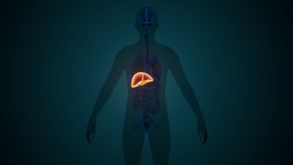 3D Illustration of Human Internal Digestive Organ Liver Anatomy
