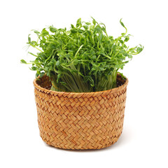 Naklejka premium Bunch of snow pea microgreen on white background