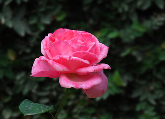 pink rose in the garden.blur background, beautiful rose 