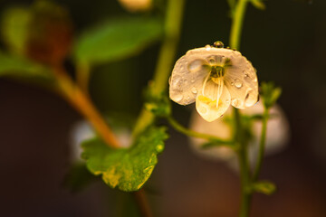 butterfly on a flower