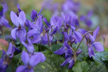 violettes des prés