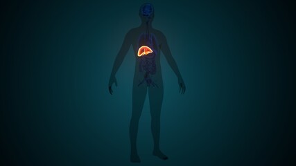 3D Illustration of Human Internal Digestive Organ Liver Anatomy
