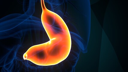 stomach anatomy human digestive system. 3d illustration