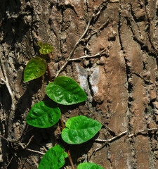 plant growing on the tree, plant roots and growth,green wall leaves on the tree.