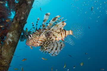 Lion fish in the Red Sea colorful fish, Eilat Israel
