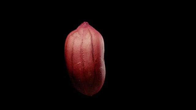 Rotating grain of peanuts on a black background. Close-up, side view.