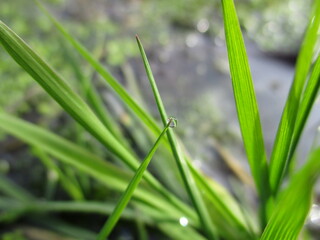 grass with dew drops, spring