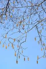 Inflorescences of black alder (Alnus glutinosa (L.) Gaertn.) On the background of the sky. Spring