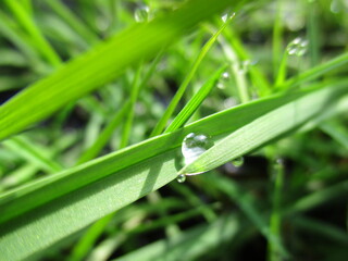 grass with dew