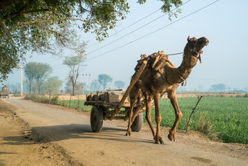 Camel in the Field of India