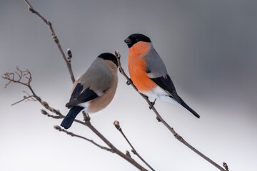 The Eurasian bullfinch (Pyrrhula pyrrhula)
