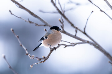 The Eurasian bullfinch (Pyrrhula pyrrhula)