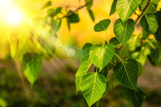 Close up of fresh Green Bo Leaf With Sunlight In The Morning. Bodhi pipal tree Tree Leaves 