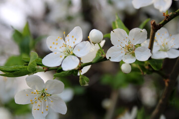 wonderful tree blooming in spring