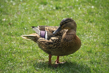 Picture of af duck in Denmark. 