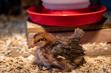 Young chicks inside a chicken brooder cage with a heat lamp, wood shaving bedding, food and water - obrazy, fototapety, plakaty