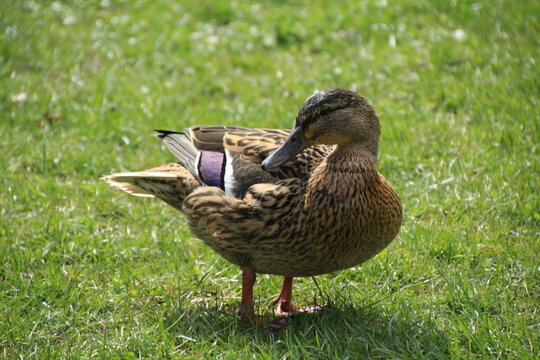 Picture of af duck in Denmark. 