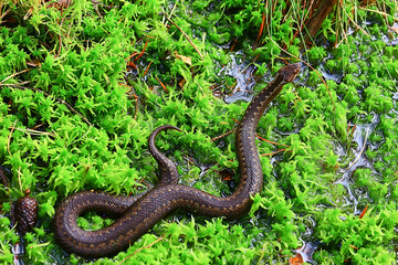 snake viper in the swamp, reptile in the wild, poisonous dangerous animal, wildlife