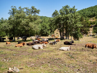Relaxing rural scene of black, white and brown cows resting in the field