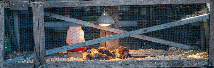 Young chicks inside a chicken brooder cage with a heat lamp, wood shaving bedding, food and water